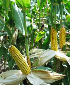 Corn-Field