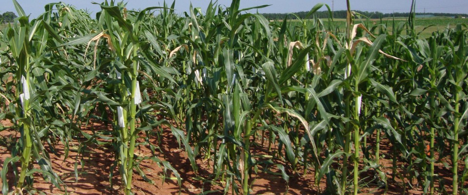 fieldcropped