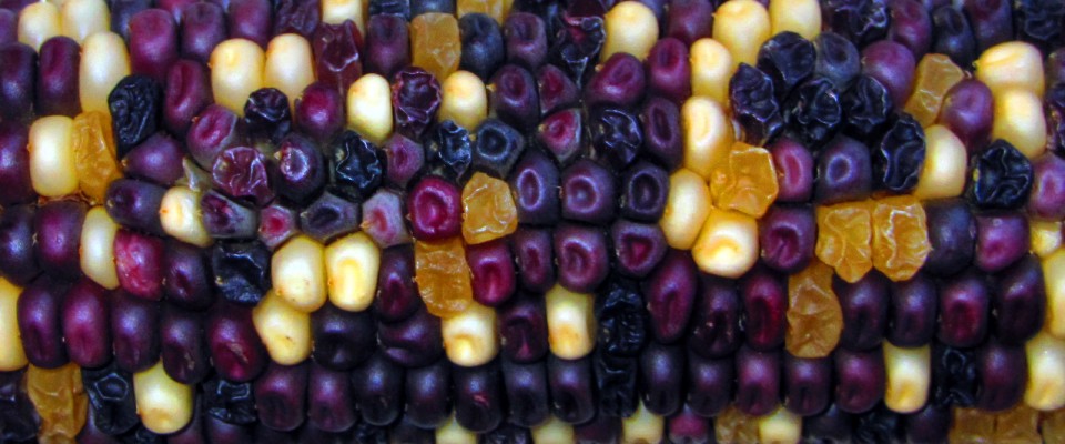 lisa corn