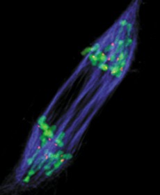 plantcell
